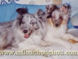 pantoufle_et_thorin_20211201_1477195496